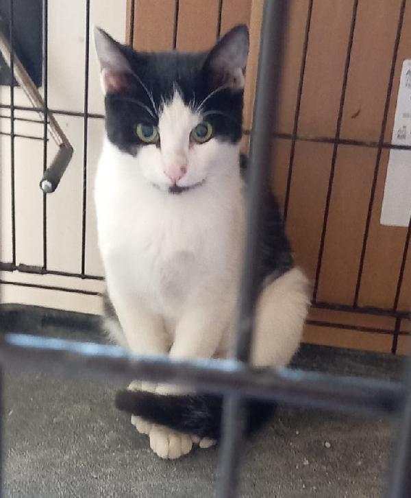 FRANCY, micia bianco/nera, molto affettuosa Foto 4